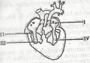 Oxygenated blood is pumped to the entire body from the part labelled